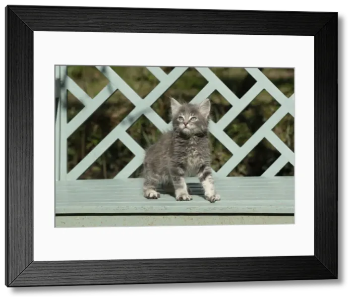 Framed Print : 13131507. CAT. grey / silver tabby kitten, 7 weeks old, on a garden bench Date Framed Print : 13131507. CAT. grey / silver tabby kitten, 7 weeks old, on a garden bench Date