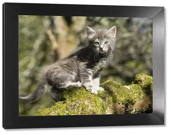 13131508. CAT. grey  /  silver tabby kitten, 7 weeks old, on a mossy branch up a tree Date