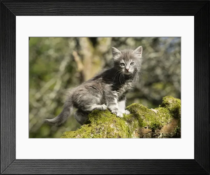 Framed Print : 13131508. CAT. grey / silver tabby kitten, 7 weeks old, on a mossy branch up a tree Date Framed Print : 13131508. CAT. grey / silver tabby kitten, 7 weeks old, on a mossy branch up a tree Date
