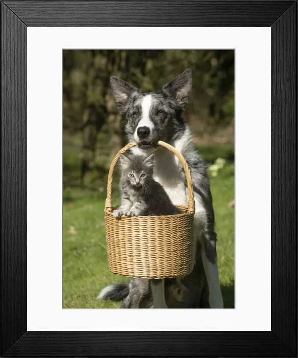 Framed Print : 13131509. DOG. Framed Print : 13131509. DOG.