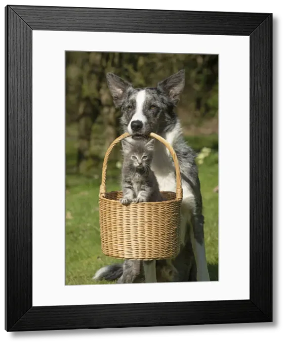 Framed Print : 13131510. DOG.