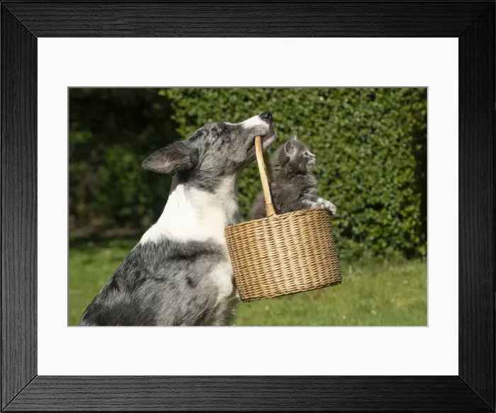 Framed Print : 13131511. DOG. Framed Print : 13131511. DOG.