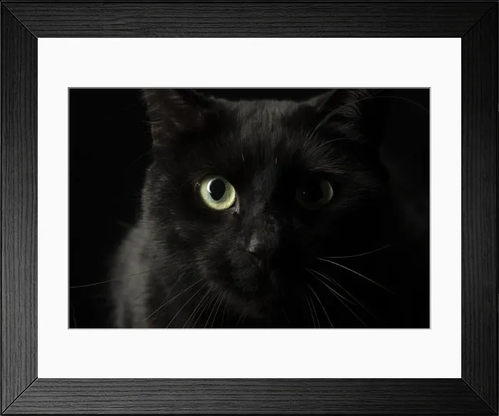 Framed Print : 13131512. CAT. black cats face with moon shaped highlight in eye, studio Date Framed Print : 13131512. CAT. black cats face with moon shaped highlight in eye, studio Date