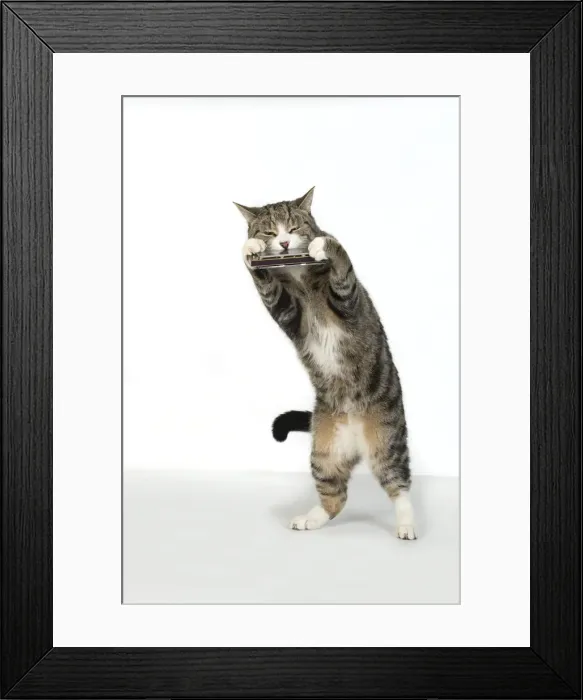 Framed Print : 13131513. CAT. Tabby and white cat standing playing a mouth organ Framed Print : 13131513. CAT. Tabby and white cat standing playing a mouth organ
