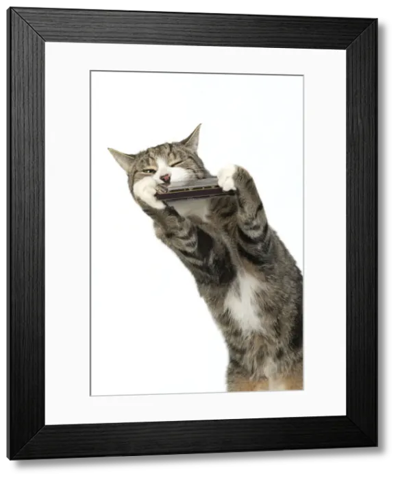 Framed Print : 13131514. CAT. Tabby and white cat playing a mouth organ, studio, white background Date Framed Print : 13131514. CAT. Tabby and white cat playing a mouth organ, studio, white background Date