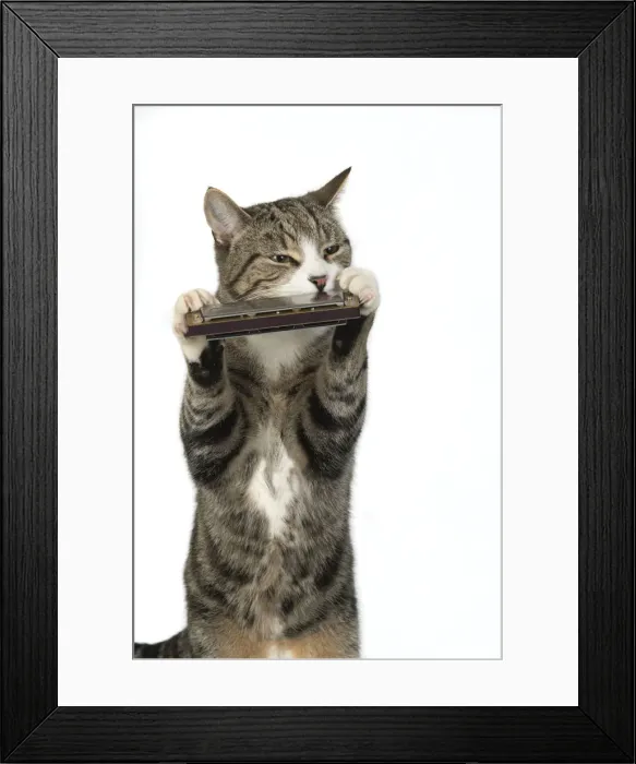 Framed Print : 13131515. CAT. Tabby and white cat playing a mouth organ, studio, white background Date Framed Print : 13131515. CAT. Tabby and white cat playing a mouth organ, studio, white background Date