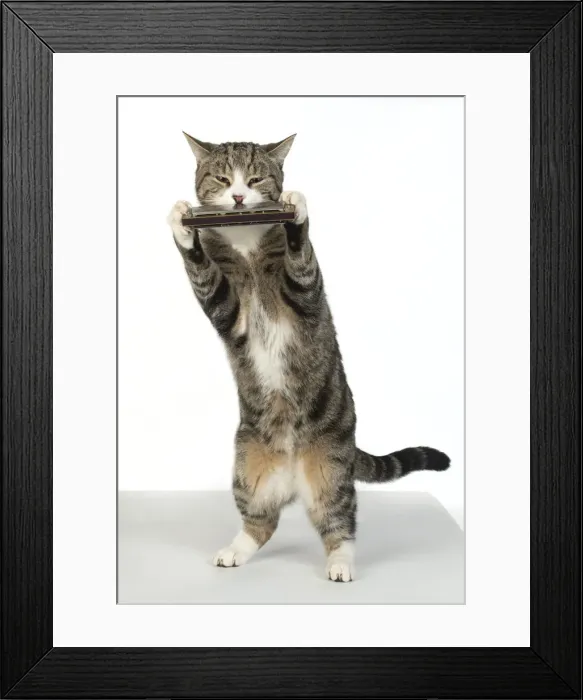 Framed Print : 13131517. CAT. Tabby and white cat standing playing a mouth organ Framed Print : 13131517. CAT. Tabby and white cat standing playing a mouth organ