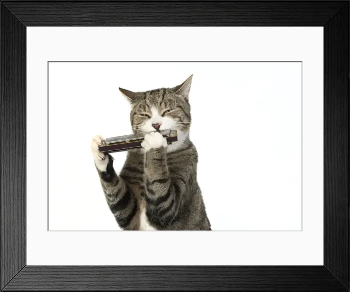 Framed Print : 13131518. CAT. Tabby and white cat playing a mouth organ, studio, white background Date Framed Print : 13131518. CAT. Tabby and white cat playing a mouth organ, studio, white background Date