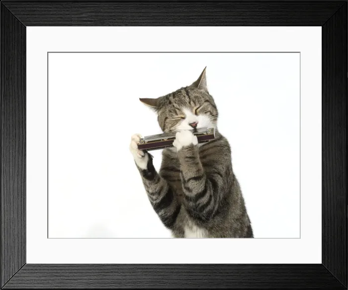 Framed Print : 13131519. CAT. Tabby and white cat playing a mouth organ, studio, white background Date Framed Print : 13131519. CAT. Tabby and white cat playing a mouth organ, studio, white background Date