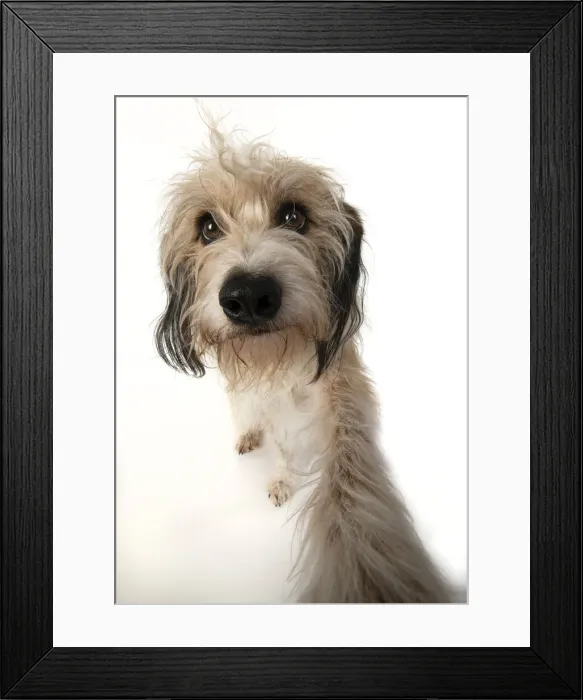 Framed Print : 13131520. DOG. Cross breed, hairy dog sitting with paw stretched out to camera, Framed Print : 13131520. DOG. Cross breed, hairy dog sitting with paw stretched out to camera,