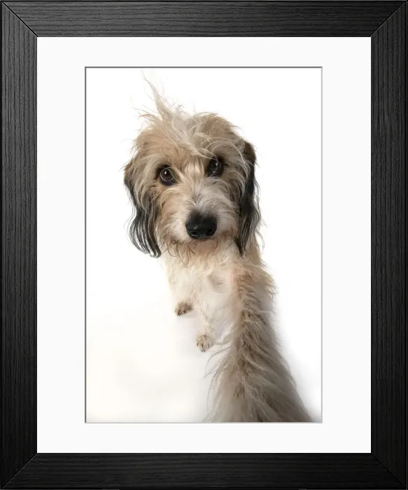 Framed Print : 13131521. DOG. Cross breed, hairy dog sitting with paw stretched out to camera, Framed Print : 13131521. DOG. Cross breed, hairy dog sitting with paw stretched out to camera,