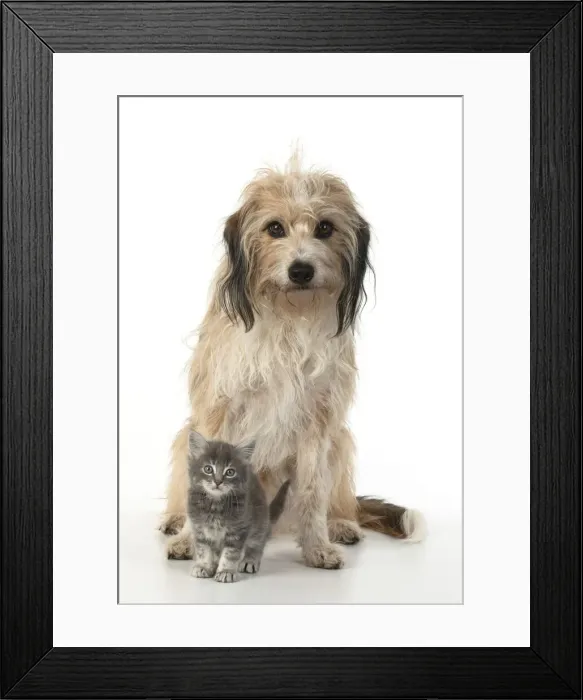 Framed Print : 13131522. DOG. Cross breed, hairy dog sitting with 7 week old kitten Framed Print : 13131522. DOG. Cross breed, hairy dog sitting with 7 week old kitten