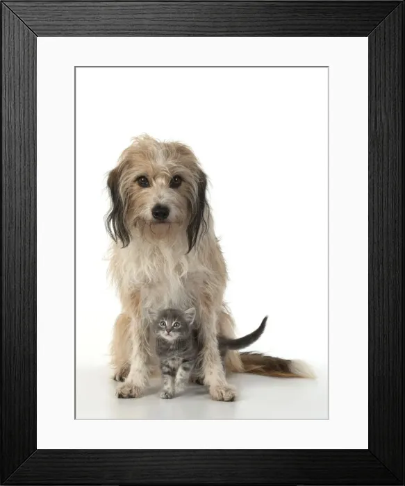 Framed Print : 13131523. DOG. Cross breed, hairy dog sitting with 7 week old kitten Framed Print : 13131523. DOG. Cross breed, hairy dog sitting with 7 week old kitten