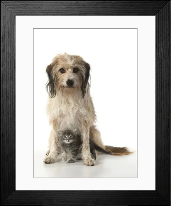 Framed Print : 13131524. DOG. Cross breed, hairy dog sitting with 7 week old kitten Framed Print : 13131524. DOG. Cross breed, hairy dog sitting with 7 week old kitten