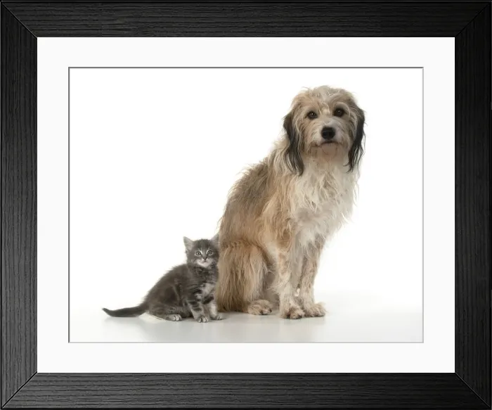 Framed Print : 13131525. DOG. Cross breed, hairy dog sitting with 7 week old kitten Framed Print : 13131525. DOG. Cross breed, hairy dog sitting with 7 week old kitten