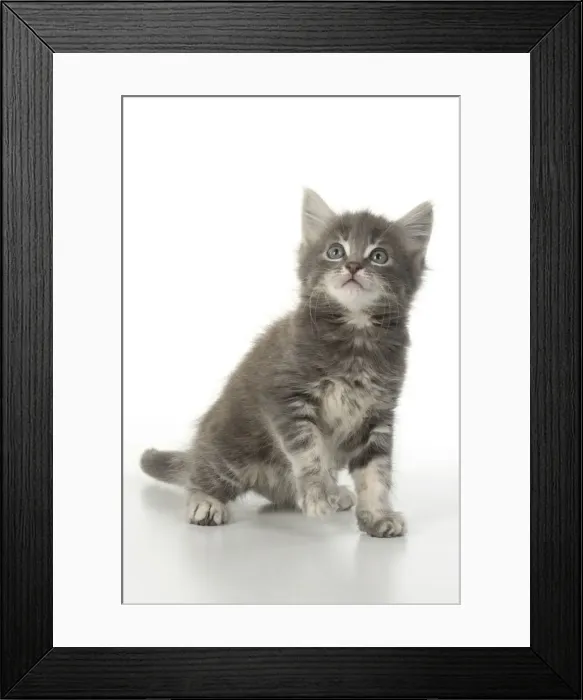 Framed Print : 13131526. CAT. grey / silver tabby kitten, 7 weeks old, studio, white background Date Framed Print : 13131526. CAT. grey / silver tabby kitten, 7 weeks old, studio, white background Date