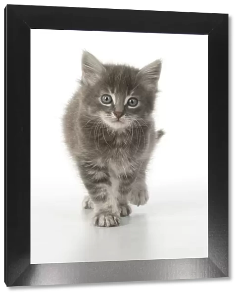 13131527. CAT. grey  /  silver tabby kitten, 7 weeks old, studio, white background Date