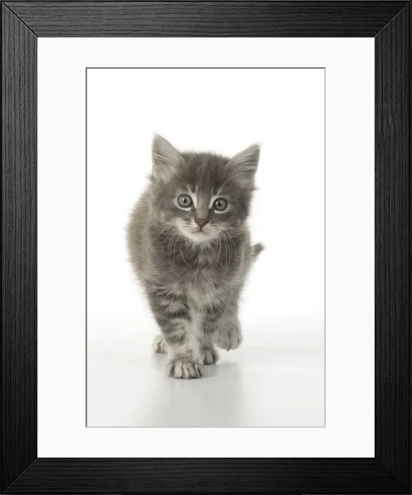 Framed Print : 13131527. CAT. grey / silver tabby kitten, 7 weeks old, studio, white background Date Framed Print : 13131527. CAT. grey / silver tabby kitten, 7 weeks old, studio, white background Date
