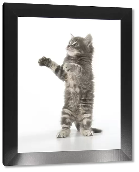 13131529. CAT. grey  /  silver tabby kitten, 7 weeks old, studio, white background Date