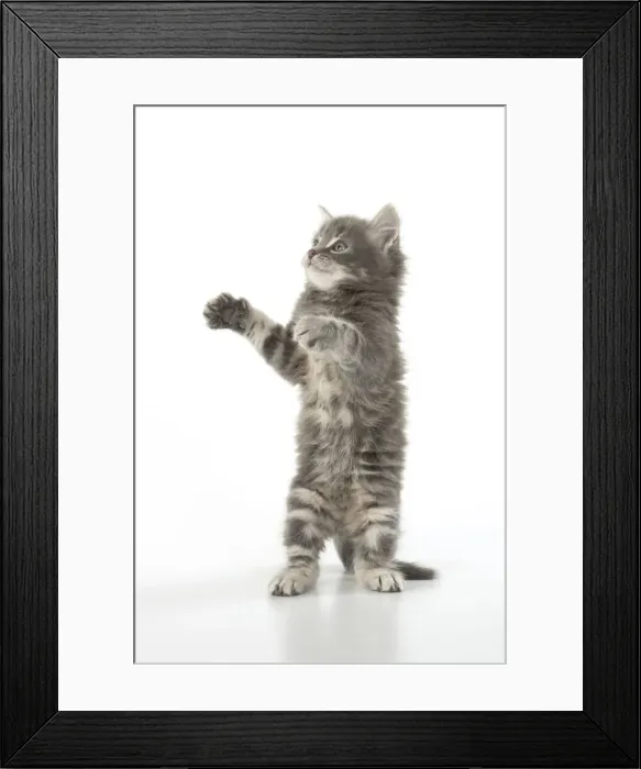 Framed Print : 13131529. CAT. grey / silver tabby kitten, 7 weeks old, studio, white background Date Framed Print : 13131529. CAT. grey / silver tabby kitten, 7 weeks old, studio, white background Date