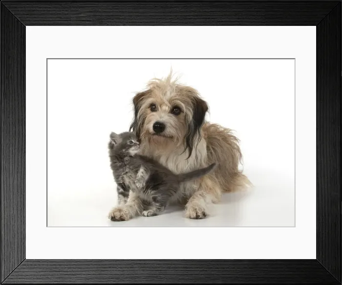 Framed Print : 13131530. DOG. Cross breed, hairy dog sitting with 7 week old kitten Framed Print : 13131530. DOG. Cross breed, hairy dog sitting with 7 week old kitten