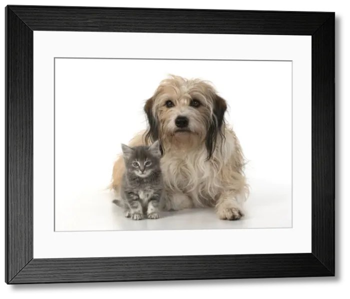 Framed Print : 13131531. DOG. Cross breed, hairy dog sitting with 7 week old kitten Framed Print : 13131531. DOG. Cross breed, hairy dog sitting with 7 week old kitten