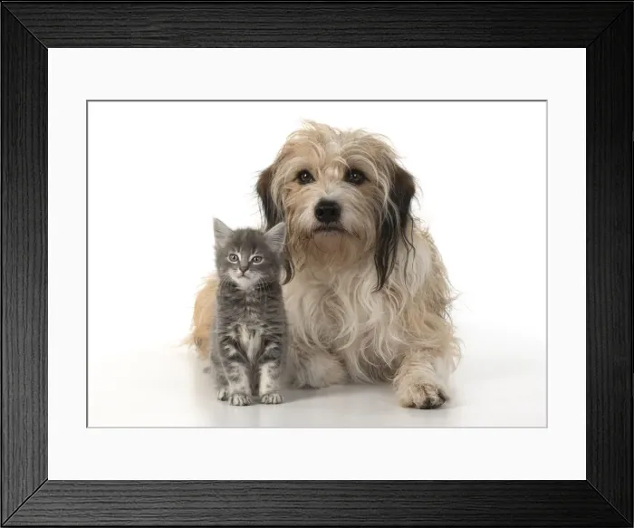 Framed Print : 13131532. DOG. Cross breed, hairy dog sitting with 7 week old kitten Framed Print : 13131532. DOG. Cross breed, hairy dog sitting with 7 week old kitten