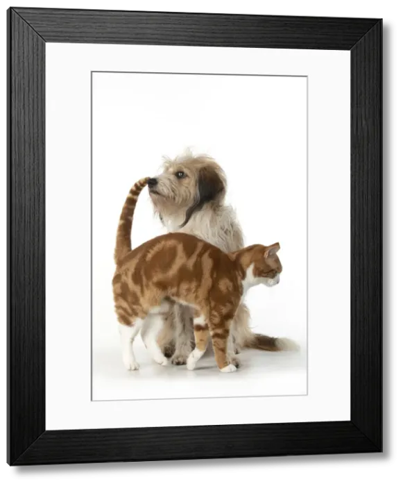 Framed Print : 13131533. CAT and DOG. Ginger and white cat rubbing against a hairy cross breed dog Framed Print : 13131533. CAT and DOG. Ginger and white cat rubbing against a hairy cross breed dog