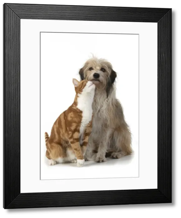 Framed Print : 13131534. CAT and DOG. Ginger and white cat rubbing against a hairy cross breed dog Framed Print : 13131534. CAT and DOG. Ginger and white cat rubbing against a hairy cross breed dog
