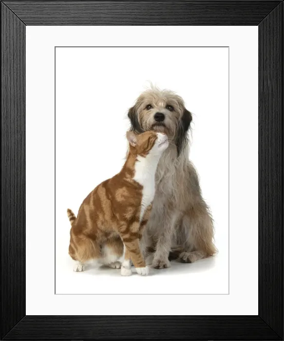 Framed Print : 13131535. CAT and DOG. Ginger and white cat rubbing against a hairy cross breed dog Framed Print : 13131535. CAT and DOG. Ginger and white cat rubbing against a hairy cross breed dog