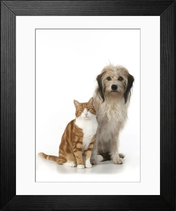 Framed Print : 13131536. CAT and DOG. Ginger and white cat sitting with a hairy cross breed dog Framed Print : 13131536. CAT and DOG. Ginger and white cat sitting with a hairy cross breed dog