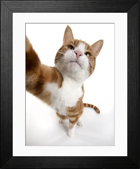 Framed Print : 13131537. CAT. ginger and white cat sitting with paw stretched out to camera, Framed Print : 13131537. CAT. ginger and white cat sitting with paw stretched out to camera,
