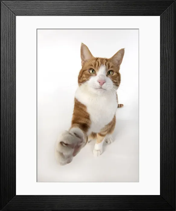 Framed Print : 13131538. CAT. ginger and white cat sitting with paw stretched out to camera, Framed Print : 13131538. CAT. ginger and white cat sitting with paw stretched out to camera,