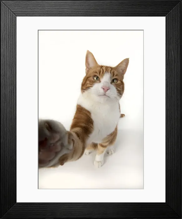 Framed Print : 13131539. CAT. ginger and white cat sitting with paw stretched out to camera, Framed Print : 13131539. CAT. ginger and white cat sitting with paw stretched out to camera,