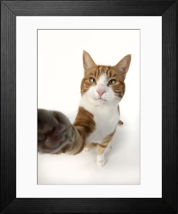 Framed Print : 13131540. CAT. ginger and white cat sitting with paw stretched out to camera, Framed Print : 13131540. CAT. ginger and white cat sitting with paw stretched out to camera,