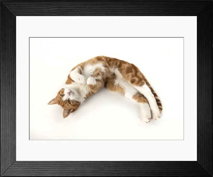 Framed Print : 13131541. CAT. ginger and white cat laying relaxed, studio, white background Date Framed Print : 13131541. CAT. ginger and white cat laying relaxed, studio, white background Date