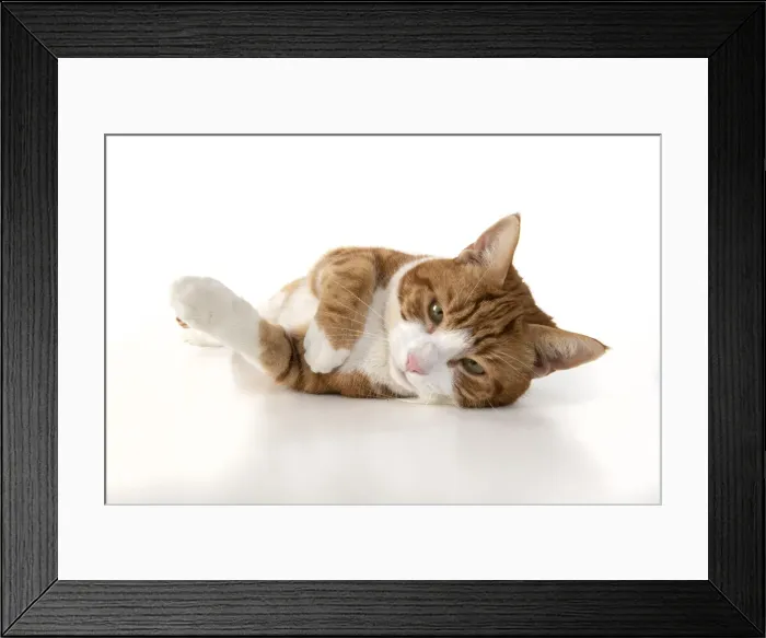 Framed Print : 13131542. CAT. ginger and white cat laying relaxed, studio, white background Date Framed Print : 13131542. CAT. ginger and white cat laying relaxed, studio, white background Date