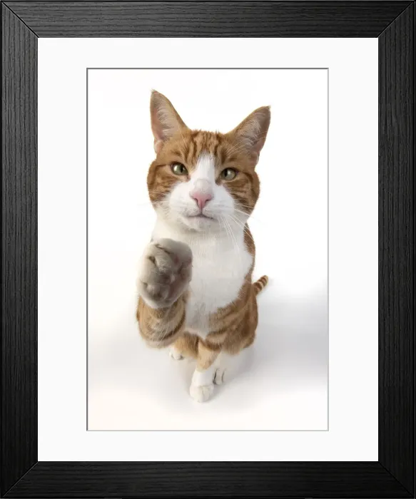 Framed Print : 13131543. CAT. ginger and white cat sitting with paw stretched out to camera, Framed Print : 13131543. CAT. ginger and white cat sitting with paw stretched out to camera,