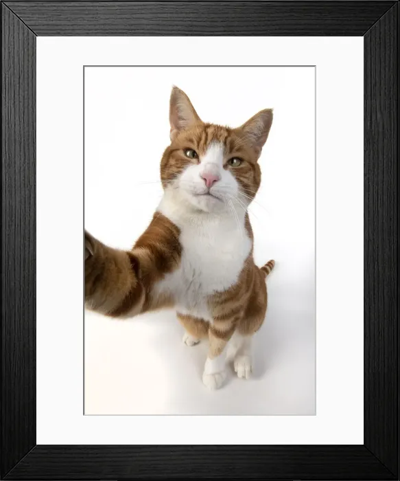 Framed Print : 13131544. CAT. ginger and white cat sitting with paw stretched out to camera, Framed Print : 13131544. CAT. ginger and white cat sitting with paw stretched out to camera,
