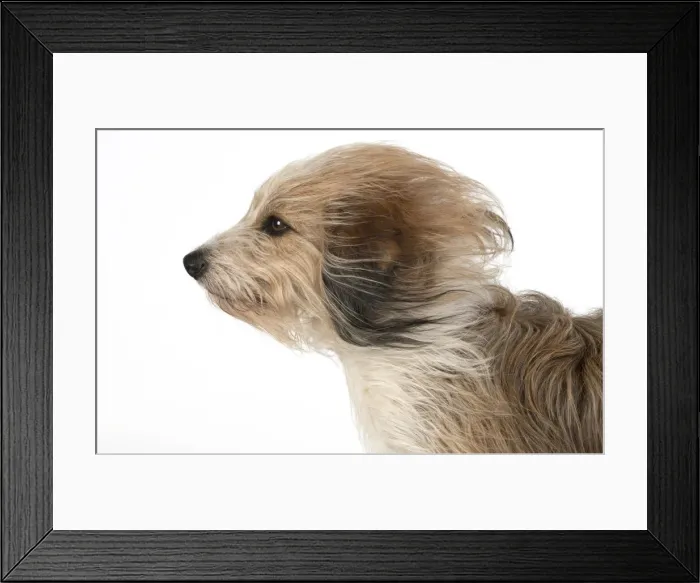 Framed Print : 13131545. DOG. Cross breed dog with long fur blowing in the wind Framed Print : 13131545. DOG. Cross breed dog with long fur blowing in the wind