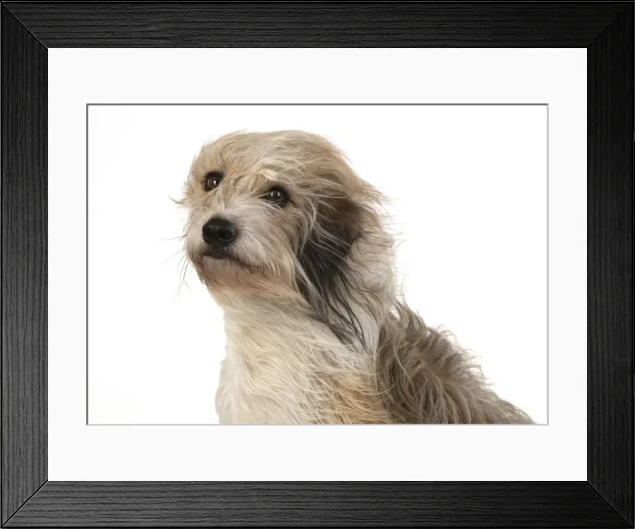 Framed Print : 13131546. DOG. Cross breed dog with long fur blowing in the wind Framed Print : 13131546. DOG. Cross breed dog with long fur blowing in the wind