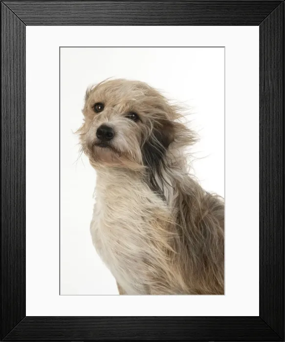 Framed Print : 13131547. DOG. Cross breed dog with long fur blowing in the wind Framed Print : 13131547. DOG. Cross breed dog with long fur blowing in the wind