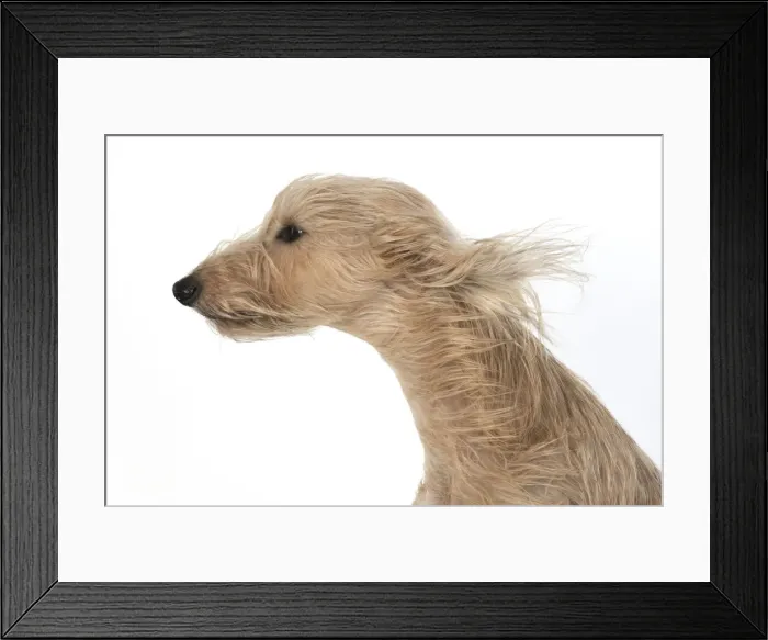Framed Print : 13131548. DOG. Cross breed dog with long fur blowing in the wind Framed Print : 13131548. DOG. Cross breed dog with long fur blowing in the wind