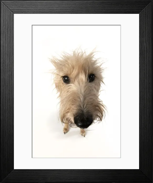 Framed Print : 13131549. DOG. Cross breed dog sitting, w / a lens, studio, white background Date Framed Print : 13131549. DOG. Cross breed dog sitting, w / a lens, studio, white background Date