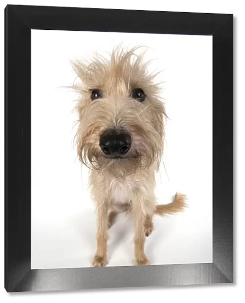 13131550. DOG. Cross breed dog sitting, w / a lens, studio, white background Date
