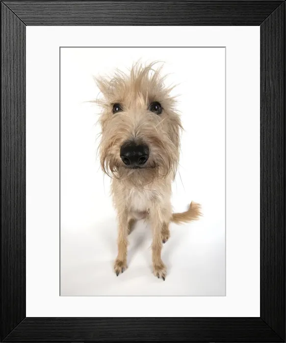 Framed Print : 13131550. DOG. Cross breed dog sitting, w / a lens, studio, white background Date Framed Print : 13131550. DOG. Cross breed dog sitting, w / a lens, studio, white background Date