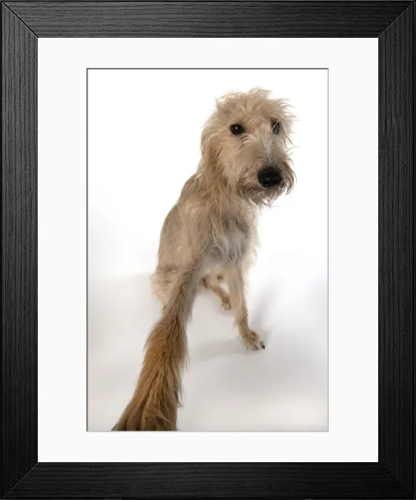 Framed Print : 13131551. DOG. Cross breed dog sitting, w / a lens, paw stretched out Framed Print : 13131551. DOG. Cross breed dog sitting, w / a lens, paw stretched out