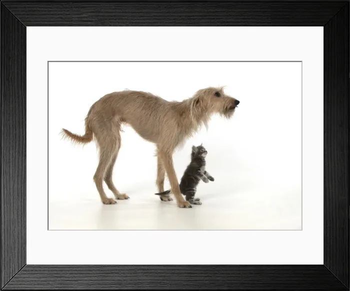 Framed Print : 13131552. DOG. Cross breed dog with 7 week old kitten, studio, white background Date Framed Print : 13131552. DOG. Cross breed dog with 7 week old kitten, studio, white background Date