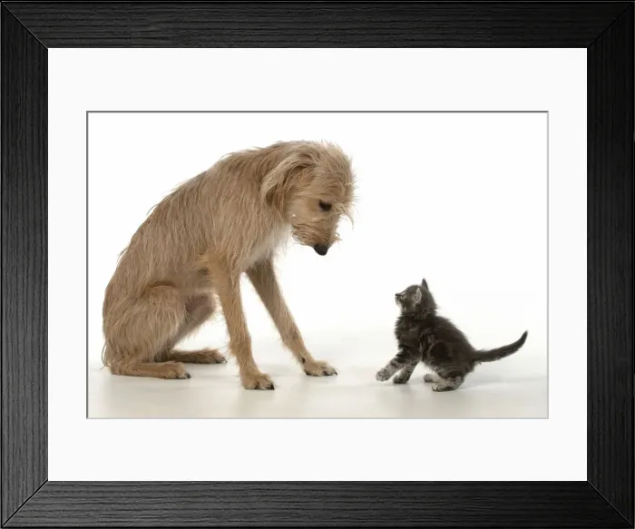 Framed Print : 13131553. DOG. Cross breed dog with 7 week old kitten, studio, white background Date Framed Print : 13131553. DOG. Cross breed dog with 7 week old kitten, studio, white background Date