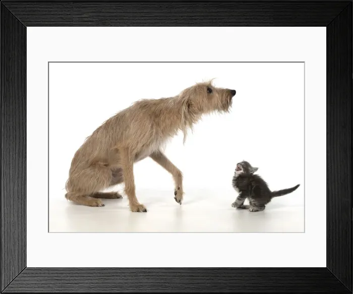 Framed Print : 13131554. DOG. Cross breed dog with 7 week old kitten, studio, white background Date Framed Print : 13131554. DOG. Cross breed dog with 7 week old kitten, studio, white background Date